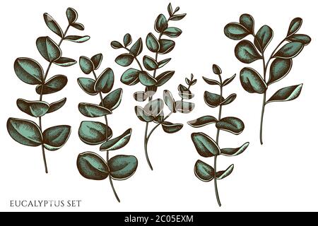 Vektor-Set von Hand gezeichnet farbigen Eukalyptus Stock Vektor