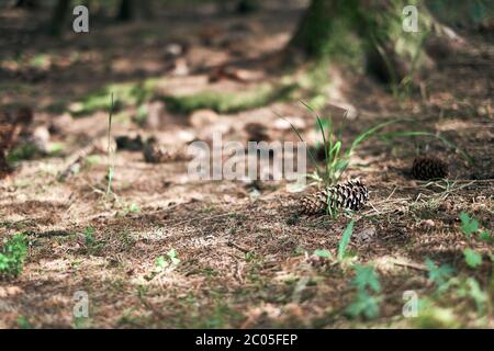 Brauner Kiefernwald Boden mit Tannenzapfen, Kiefernnadeln und kleinen grünen Sprossen auf dem Boden. Frühlingserwachen unter den Bäumen in Bayern, Deutschland. Stockfoto