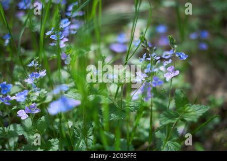 Winzige lila Wildblumen floralen Bokeh. Weicher, geringer Fokus. Veronica persica - Birdeye speedwell, gewöhnlicher Feld-speedwell oder persischer speedwell. Stockfoto