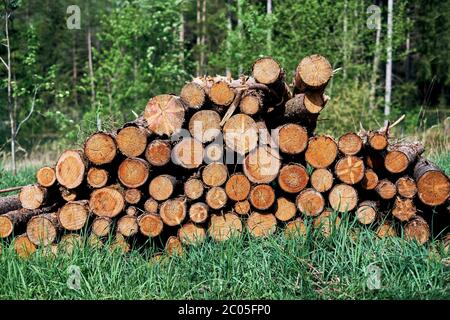 Holzstapel nach der Entwaldung. Baumstämme liegen auf dem Boden im Wald. In Bayern werden die Holzstämme übereinander gestapelt. Stockfoto