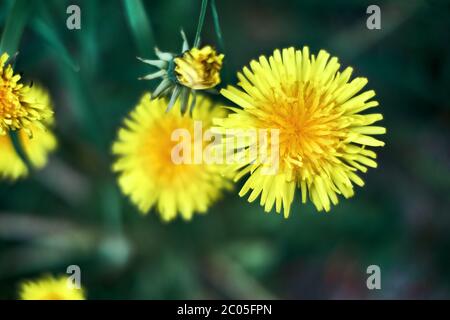 Makrofoto einer gelb blühenden Löwenzahn Blume, Nahaufnahme auf einem dunkelgrünen Hintergrund. Frische Frühlingsblumen aus Vogelperspektive für eine Tapete. Stockfoto