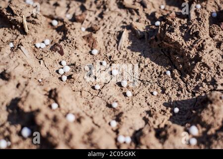 Künstlicher Stickstoffdünger auf braunem Boden. Weiße mineralische Düngemittelkugeln - Harnstoff (Carbamid). Nahaufnahme für Hintergrund. Stockfoto