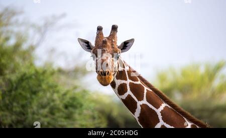 Ein Gesicht einer Giraffe in Nahaufnahme Stockfoto