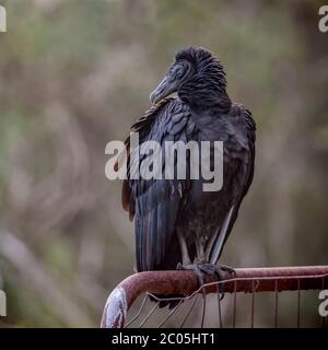 Porträt eines amerikanischen Schwarzgeiers an einem warmen Wintertag auf einem Metalltor mit Laub und Vegetation im Hintergrund, Georgia Feb 2020 Stockfoto