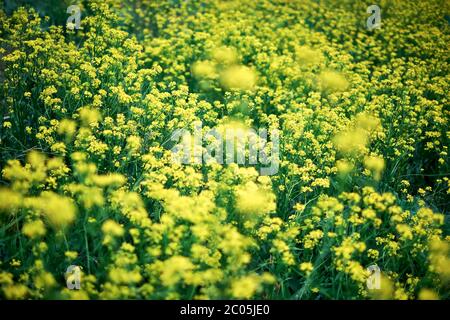 Gelbe Rapsblüten mit dunkelgrünem Hintergrund. Bio-Raps. Viele bunte Blumen mit Bookeh und geringer Schärfentiefe. Frisches Frühlingsfeld im Mai Stockfoto