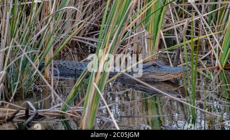 Junger Alligator sonnt sich in der Sonne versteckt im Tallgras und Vegetation teilweise in Wasser in einem Sumpf im Winter Februar 2020 getaucht Stockfoto