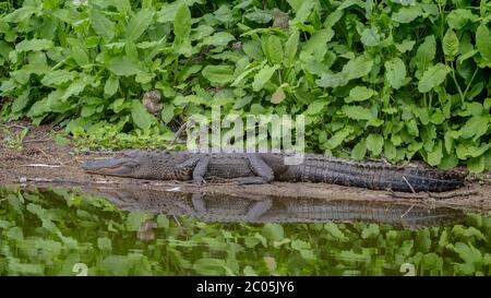 Erwachsene Alligator Ruhe und sonnen sich am Ufer eines kleinen Teiches an einem teilweise bewölkten warmen Wintertag mit Vegetation Februar 2020 Küstengeorgien Stockfoto