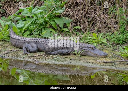 Erwachsene Alligator Ruhe und sonnen sich am Ufer eines kleinen Teiches an einem teilweise bewölkten warmen Wintertag mit Vegetation Februar 2020 Küstengeorgien Stockfoto