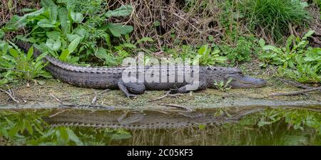 Erwachsene Alligator Ruhe und sonnen sich am Ufer eines kleinen Teiches an einem teilweise bewölkten warmen Wintertag mit Vegetation Februar 2020 Küstengeorgien Stockfoto