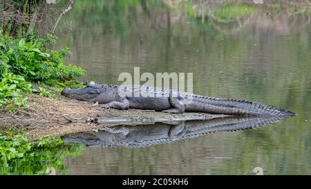 Erwachsene Alligator Ruhe und sonnen sich am Ufer eines kleinen Teiches an einem teilweise bewölkten warmen Wintertag mit Vegetation Februar 2020 Küstengeorgien Stockfoto