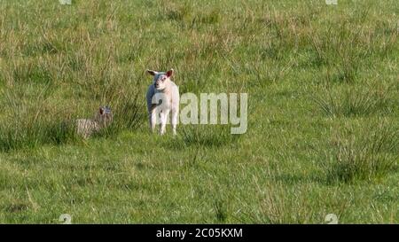 Zwei junge Lämmer auf einem Feld in der Nähe von Lennoxtown in Schottland Stockfoto