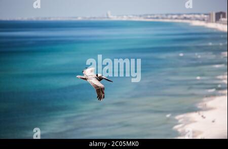 Ein brauner Pelikan wird im Flug über Panama City Beach, Florida gezeigt Stockfoto