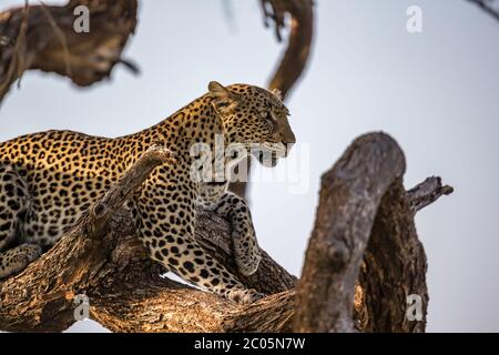 Ein Leopard ruht auf einem Ast eines Baumes Stockfoto