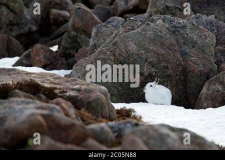 Schneehase (Lepus timidus) Großbritannien Stockfoto