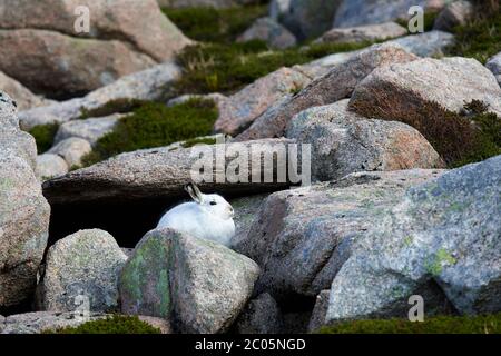 Schneehase (Lepus timidus) Großbritannien Stockfoto