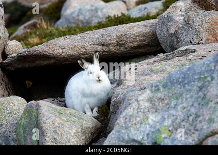 Schneehase (Lepus timidus) Großbritannien Stockfoto