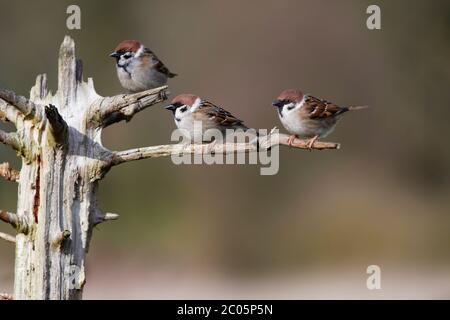 Baumsperling (Passer montanus) Großbritannien Stockfoto