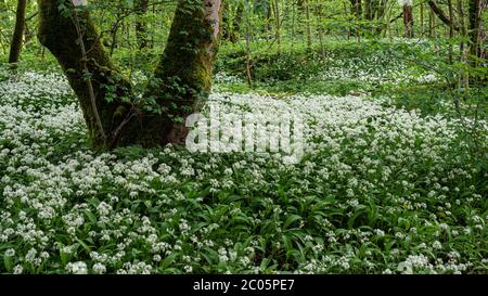 Bärlauch-Blüten, Allium ursinum, wächst auf dem Waldboden in einem Wald in der Nähe von Lennoxtown, Schottland Stockfoto