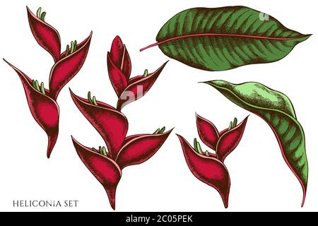 Vektor-Set von Hand gezeichnet farbigen Heliconia Stock Vektor