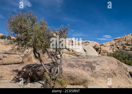 Pflanzen und Felsen in der Wüste Baja California, in der Nähe von la rumorosa, mexikanische Landschaft Stockfoto