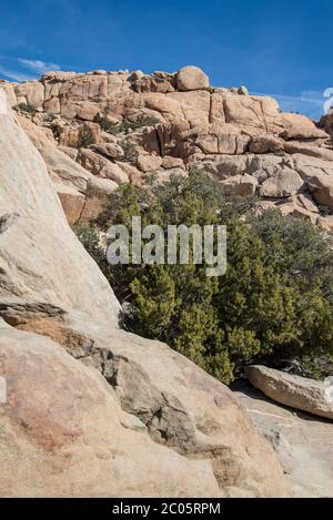 Pflanzen und Felsen in der Wüste Baja California, in der Nähe von la rumorosa, mexikanische Landschaft Stockfoto