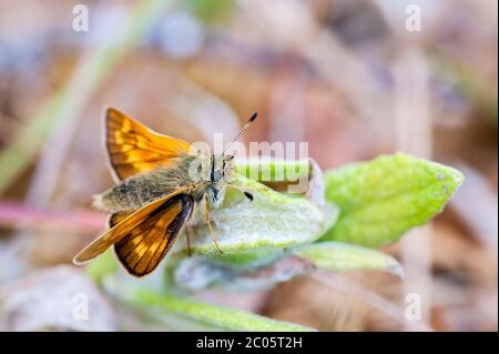 Weibliche große Skipper Schmetterling in Ruhe Stockfoto