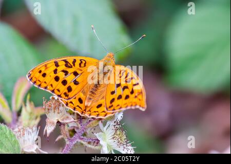 Hoher brauner Fritillärer Schmetterling, der auf Bramble-Blüten nectaring Stockfoto