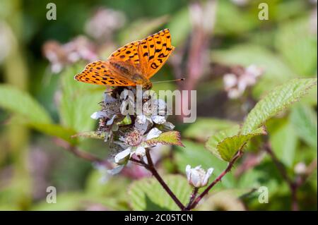 Hoher brauner Fritillärer Schmetterling, der auf Bramble-Blüten nectaring Stockfoto