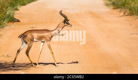 Eine Gazelle Gerenuk in der Savanne Kenias Stockfoto