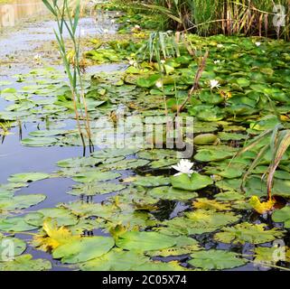 Offene Seerose und Blätter floatig Stockfoto