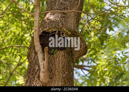 Hampshire, England, Großbritannien. Juni 2020. Shaggy Polypore wächst auf der Rinde einer Esche in Hampshire, Südengland, Großbritannien Stockfoto