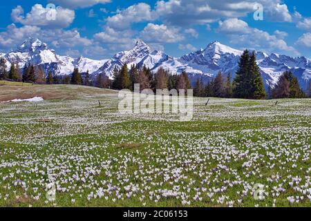 Maiensäss mit blühenden Krokussen, dahinter die schneebedeckten Berge Piz Ela, Corn da Tinizong, Piz Mitgel, Davos, Kanton Graubünden, Schweiz Stockfoto