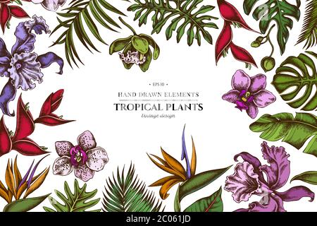 Florales Design mit farbigen Monstera, Bananenpalmenblättern, strelitzia, Heliconia, tropischen Palmblättern, Orchidee Stock Vektor