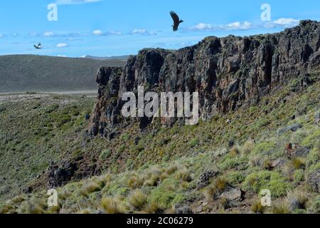 Andenkondor (Vultur gryphus) fliegt über hohe Klippen, Coyhaique Alto, Aysen Region, Patagonien, Chile Stockfoto