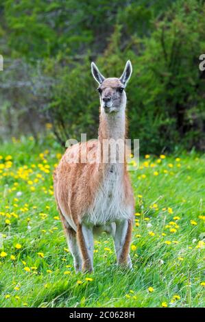 Guanaco (Lama guanicoe), Patagonia National Park, Chacabuco Valley, Aysen Region, Patagonia, Chile Stockfoto