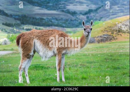 Guanaco (Lama guanicoe), Patagonia National Park, Chacabuco Valley, Aysen Region, Patagonia, Chile Stockfoto