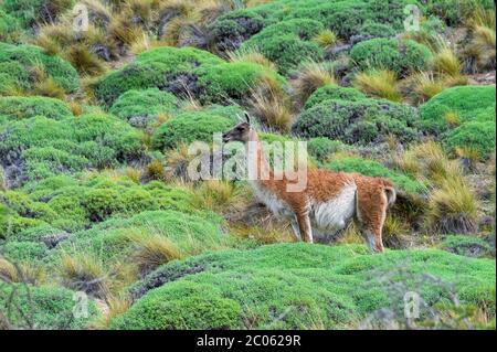 Guanaco (Lama guanicoe), Patagonia National Park, Chacabuco Valley, Aysen Region, Patagonia, Chile Stockfoto