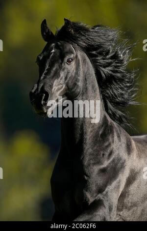 Portrait eines Vollblut-Araberschwarzen Hengstes, Tirol, Österreich Stockfoto