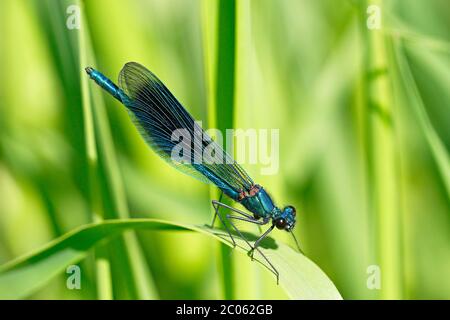 Gebändertes demoiselle (Calopteryx splendens) Männchen, das sich auf Schilfblatt sonnt, Schleswig-Holstein, Deutschland Stockfoto