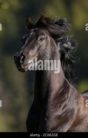 Portrait eines Vollblut-Araberschwarzen Hengstes, Tirol, Österreich Stockfoto