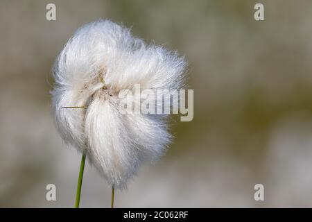 Gewöhnliches Baumwollgras (Eriophorum angustifolium), Obststände, Schleswig-Holstein, Deutschland Stockfoto