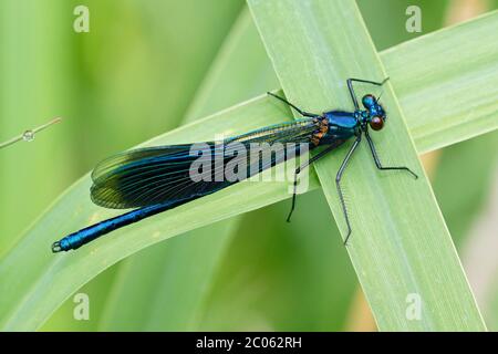 Gebänderte demoiselle (Calopteryx splendens), Männchen auf Schilfblatt sitzend, Schleswig-Holstein, Deutschland Stockfoto