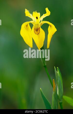 Gelbe Fahne (Iris pseudacorus), Blume, Schleswig-Holstein, Deutschland Stockfoto