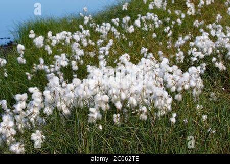 Gewöhnliches Baumwollgras (Eriophorum angustifolium), Fruchtcluster in Mooren, Schleswig-Holstein, Deutschland Stockfoto