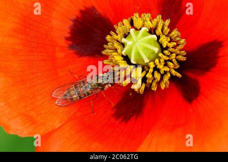 Die Marmeladenschweblauch (Episyrphus balteatus) frisst Pollen in einer Blüte aus dem Samenmohn (Papaver dubium), Schleswig-Holstein, Deutschland Stockfoto