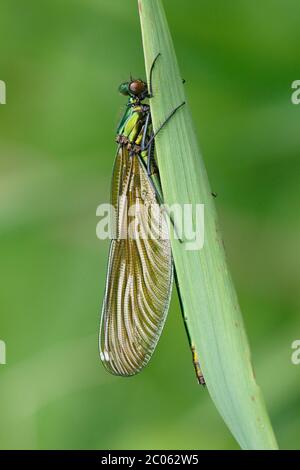 Gebändertes demoiselle (Calopteryx splendens) Weibchen auf Schilfblatt sitzend, Schleswig-Holstein, Deutschland Stockfoto