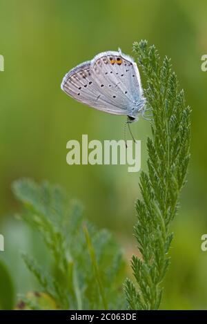 Kurzschwänzige blaue Amor (Cupido argiades) auf Blatt, Bayern, Deutschland Stockfoto