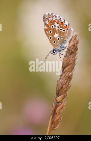 Gossamer-Flügelfalter (Lycaenidae) auf Gras, Bayern, Deutschland Stockfoto