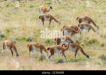 Guanacos (Llama guanicoe), Herde weiden auf dem Feld, Torres del Paine Nationalpark, Region de Magallanes y de la Antarktis Chilena, Patagonien Stockfoto