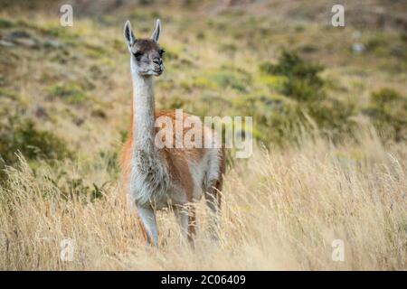 Guanaco (Llama guanicoe), steht in hohem Gras, Torres del Paine Nationalpark, Region de Magallanes y de la Antarktis Chilena, Patagonien, Chile Stockfoto